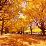 Brilliant Autumn Colors in Tokyo’s Showa Kinen Park